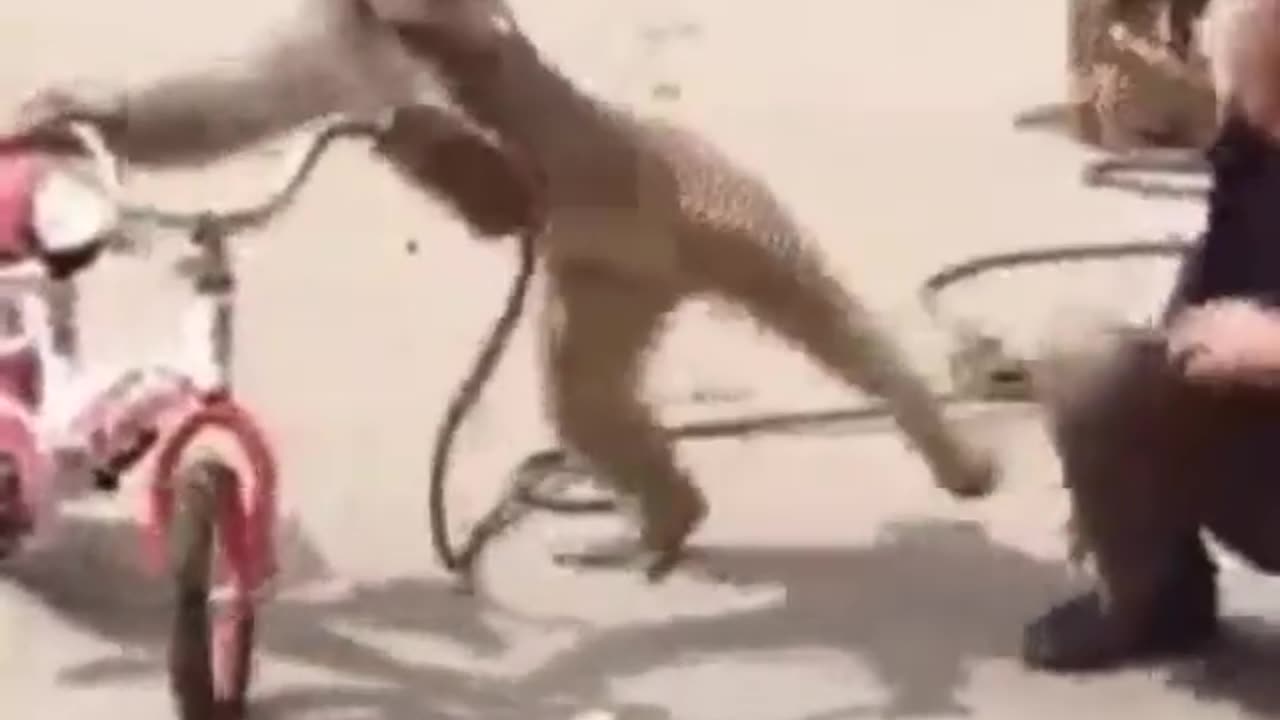 Man v/s Monkey