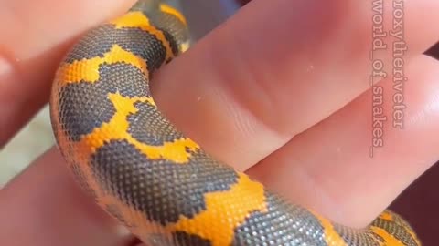 🐍Sand Boa 📹