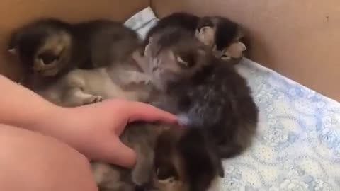 A group of cute cats