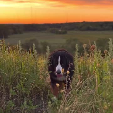 Bernese Mountain Dog is a handful