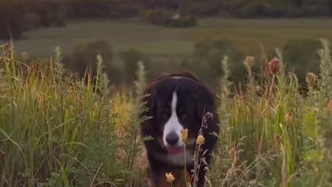 Bernese Mountain Dog is a handful