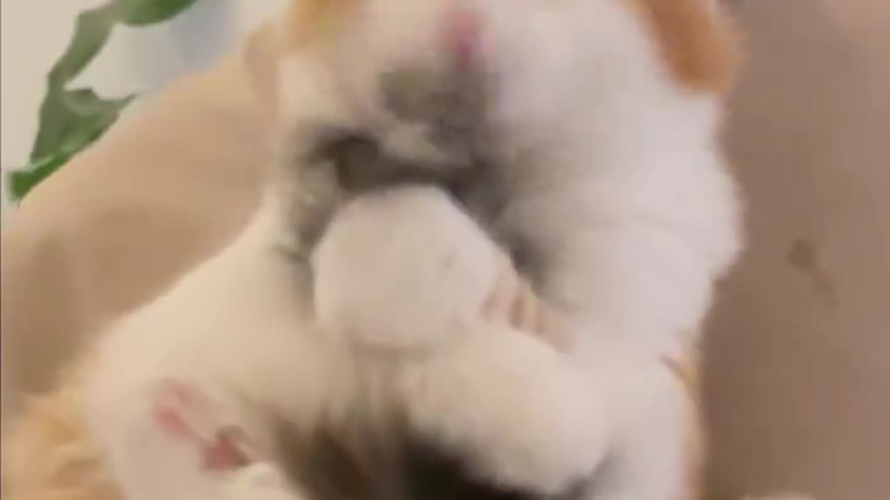 Cute Cat Grooms Its Tail