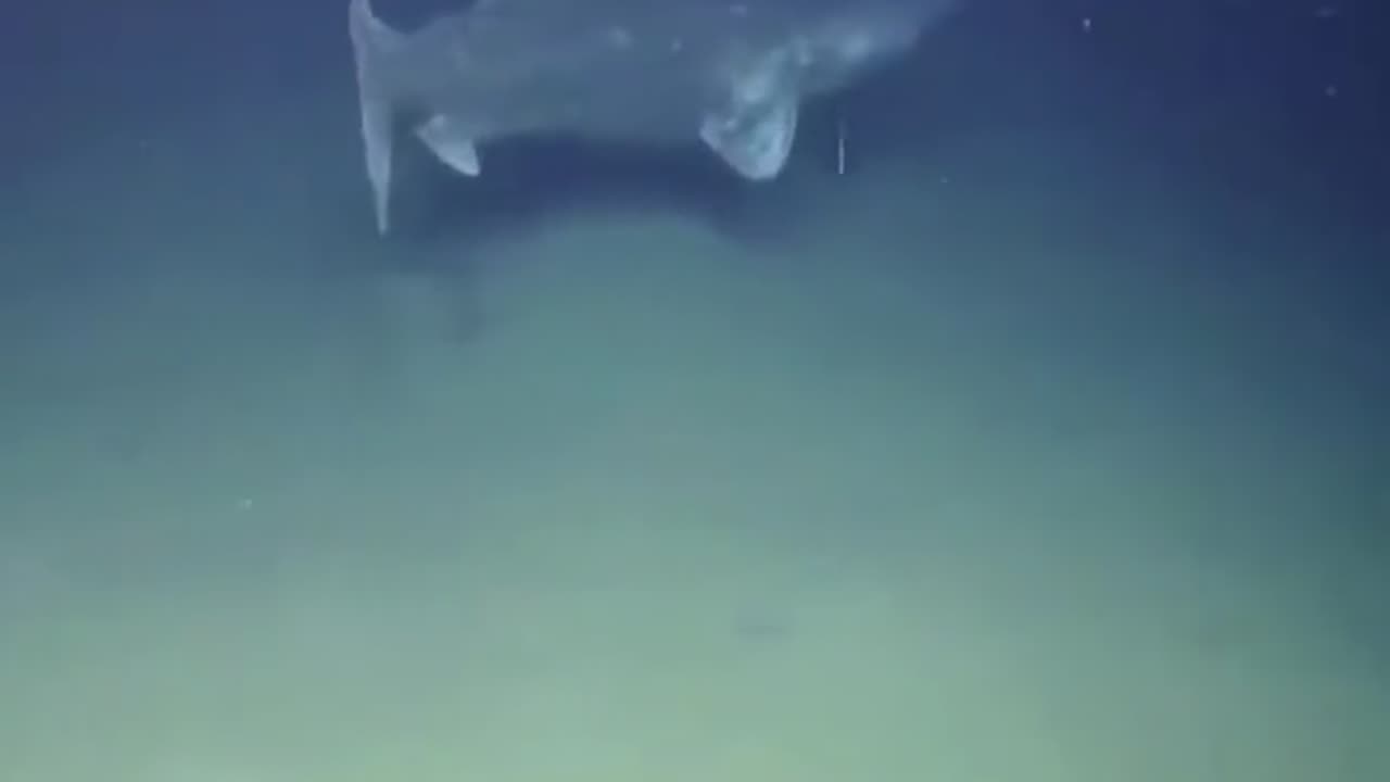 Nearly 400 Year Old Shark