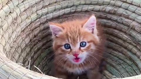 Top Video Cute Baby Cat