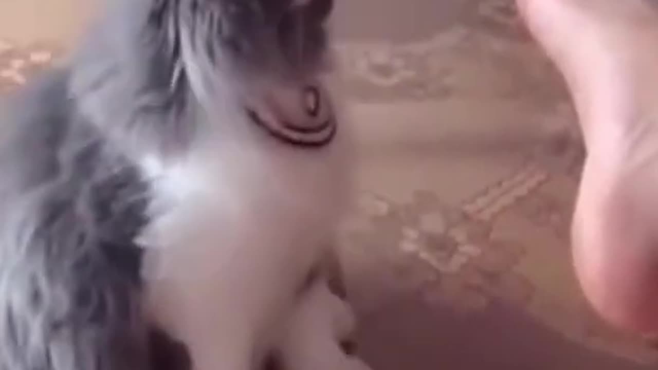 Funniest Cat and Dogs 😂 funny animal videos