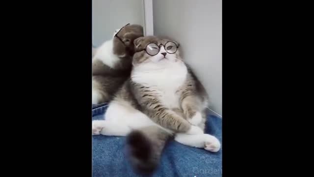 Funny cat and dogs videos 🐈🐈
