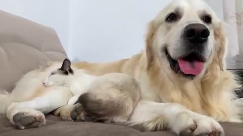 The Kitten who doesn't want to leave the Golden Retriever!