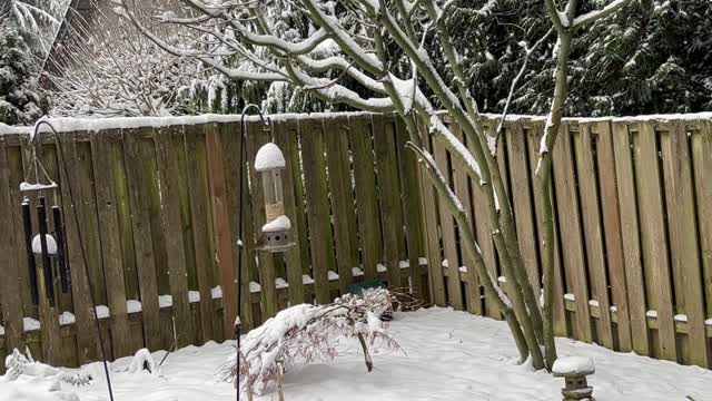 More backyard snowbirds