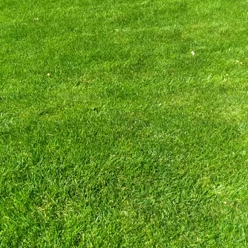What is a Turf Touch lawn?