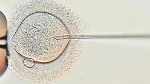 IVF process