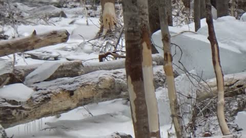 Ice Jam Damage