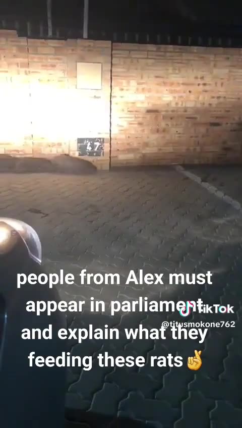 Giant rodents in Alexandra