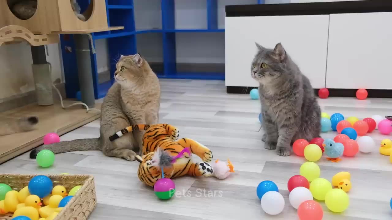 Funny animal videos: This Was Unexpected!!