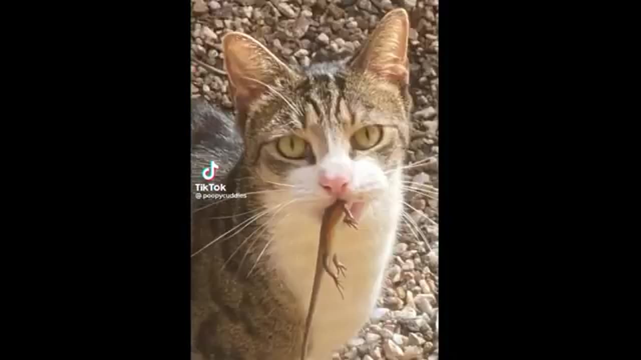 FUNNY CAT MEMES COMPILATION