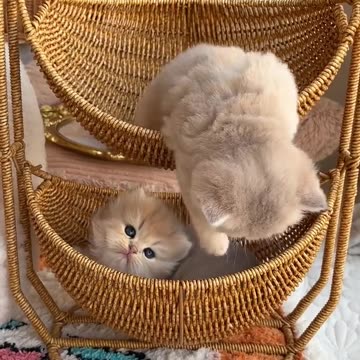 Nice video cute cat new 2023 | Viral video