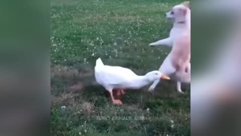 Funny Animal Video Compilation