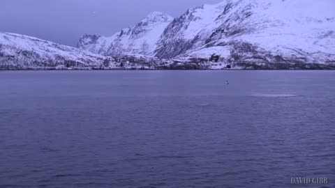 Spyhopping Orcas in Kaldfjord