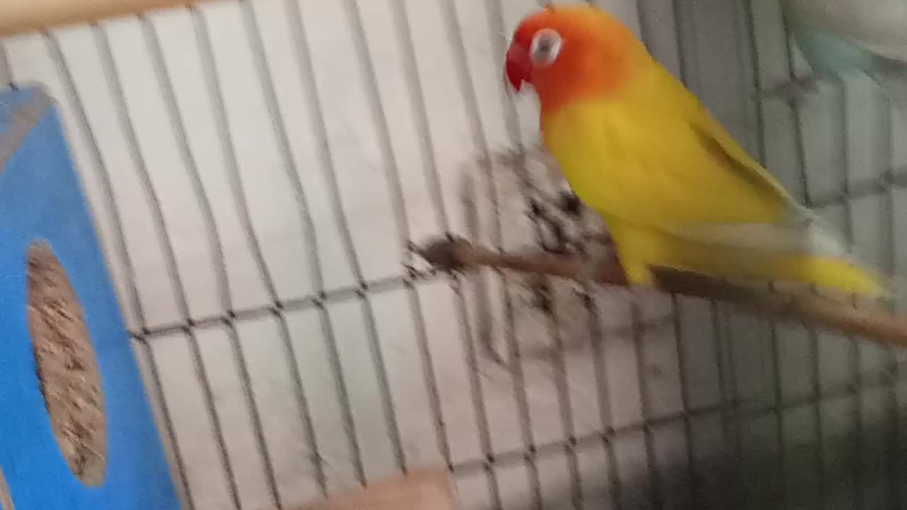 Birds 🐦