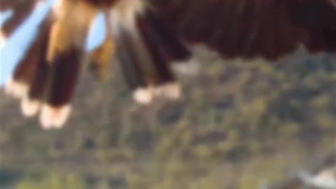 Eagle attack on rat