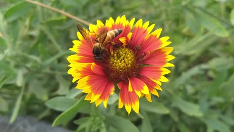 A bee caresses the roses