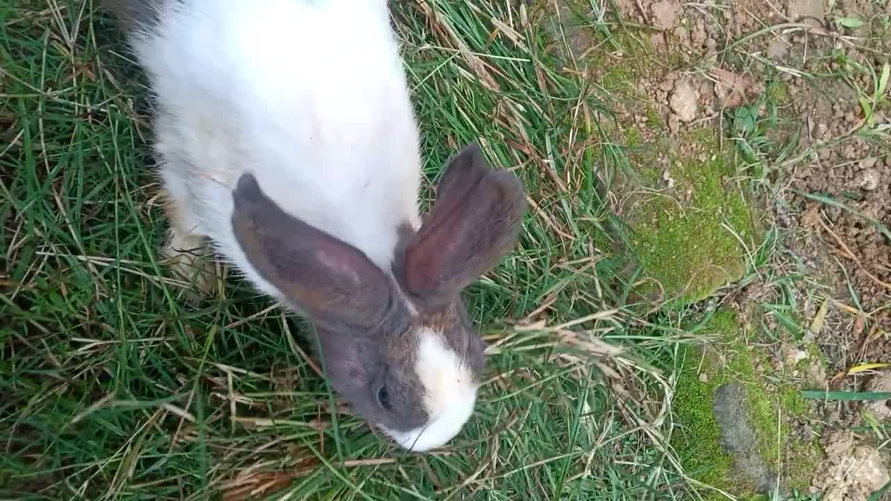 Rabbit making her nest