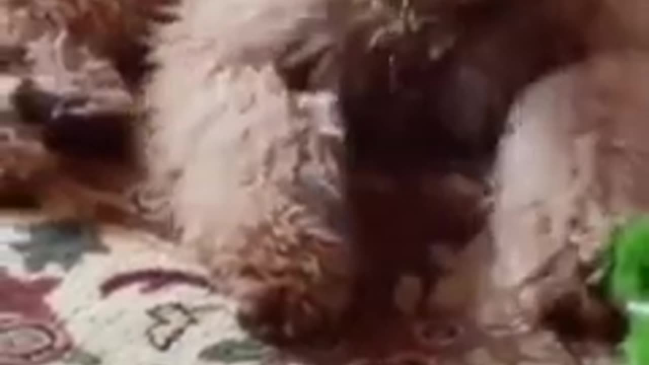 Funny Animal Videos 2023