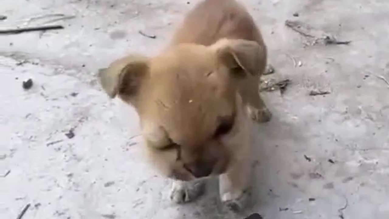 This curious pup couldn't resist the temptation of a buzzing bee - but did they regret it? 🐶🐝😳