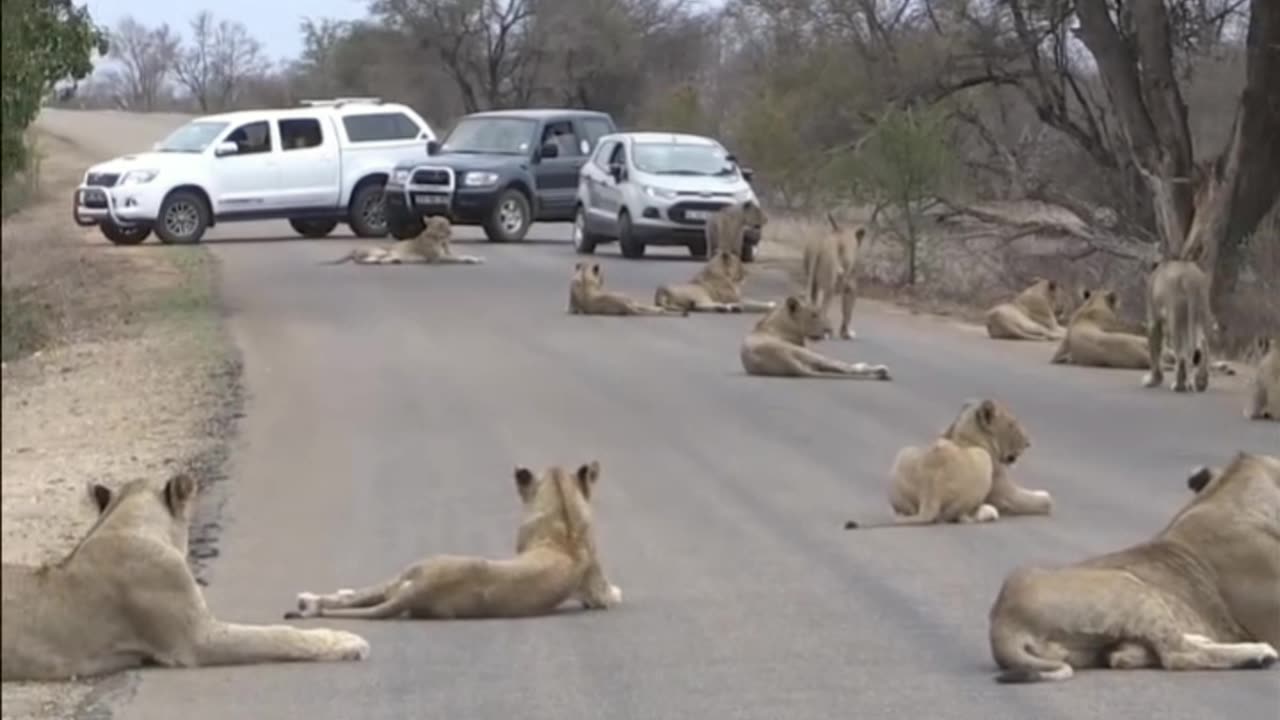 Pack of lion's blocking the way!!