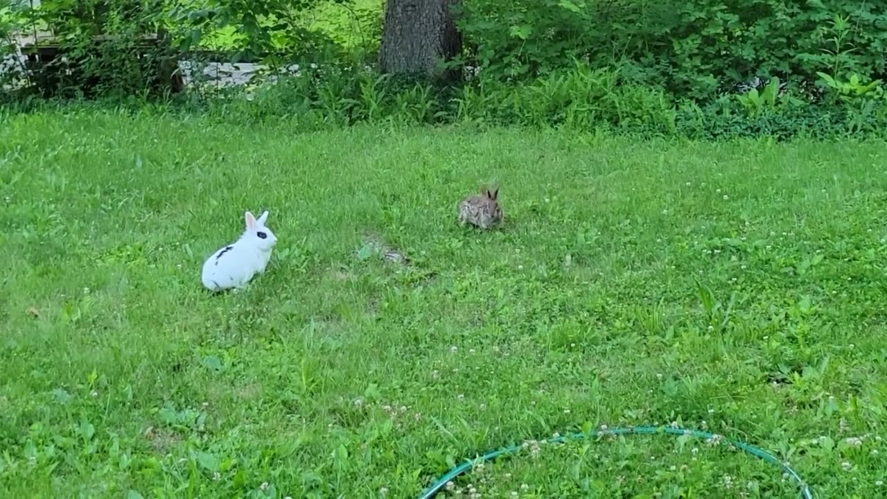 Adorable Wild Rabbit Plays with Pet Bunny - Heartwarming Rabbit Friendship!