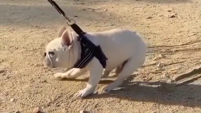 Stubborn Dog on Leash Gets Dragged as They Refuse to Walk