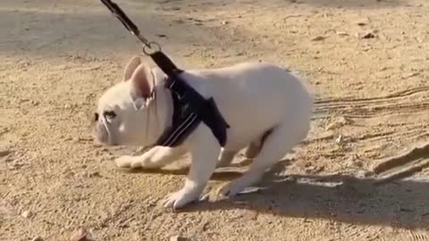 Stubborn Dog on Leash Gets Dragged as They Refuse to Walk