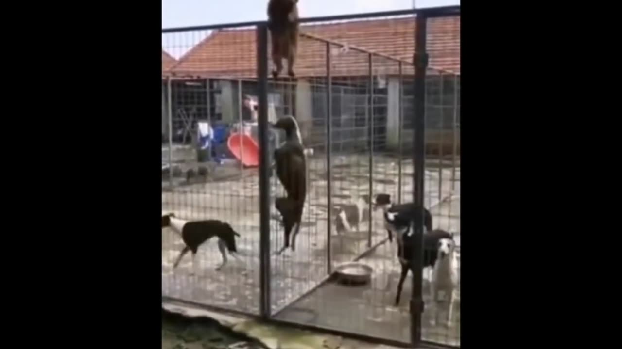Try not to laugh with these animals 16!