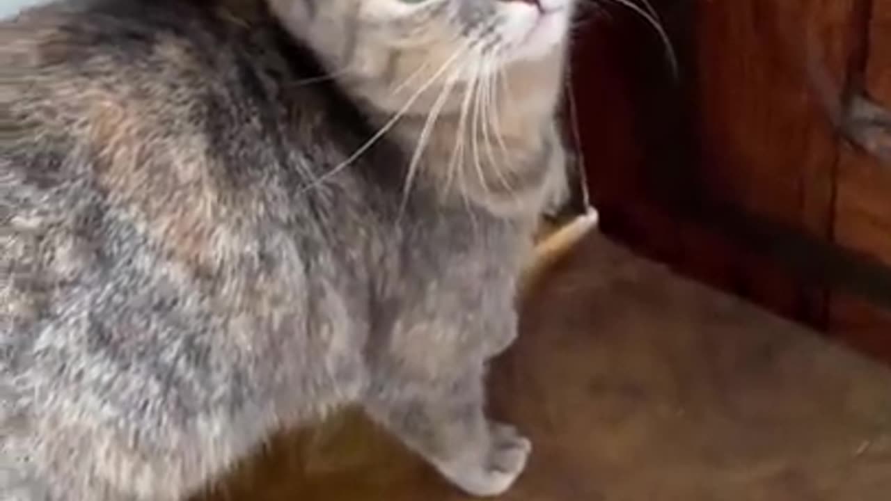 Beautiful Cat videos / Cat request for food / Cat sound