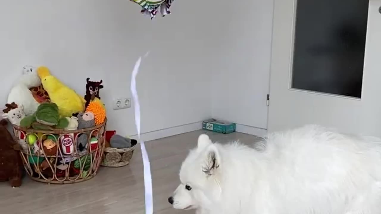 My Dogs' Year in 15 Seconds #shorts #dog