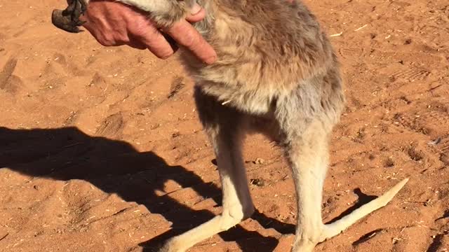 Baby Kangaroo Affection