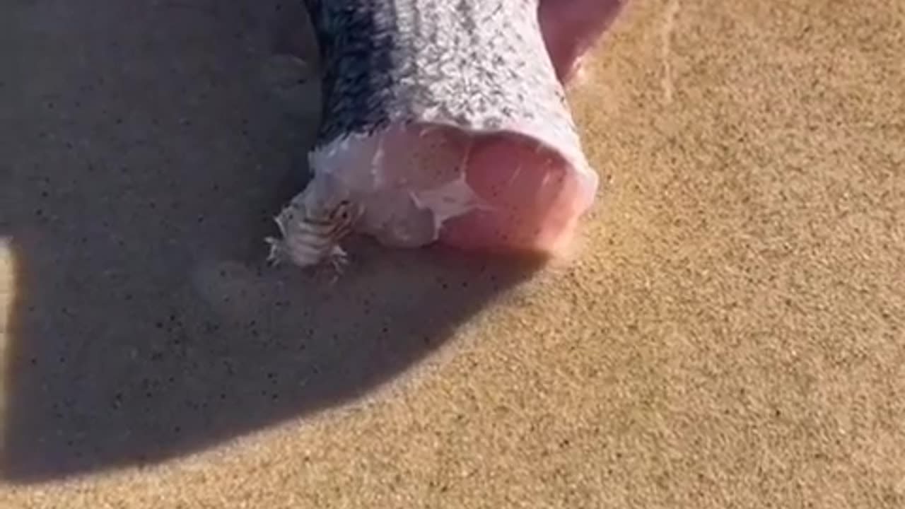 This Beach Worm || How to catch Australian BEACH WORMS 😳😱