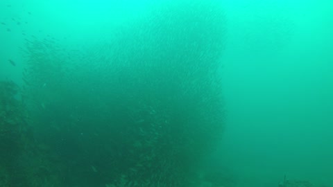 fishes underwater(sea) in thailnad