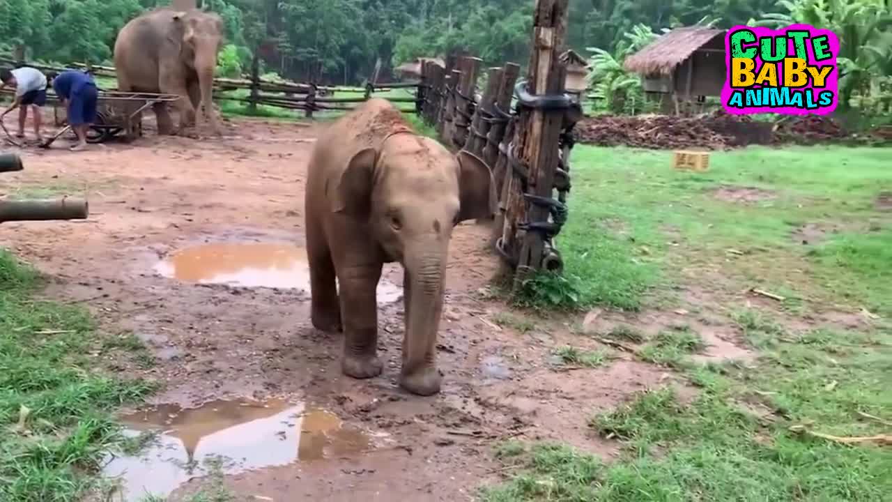 Funniest Baby Elephant Fails - Cute Baby Elephant