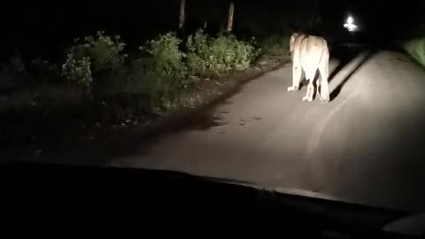 Lion in forest