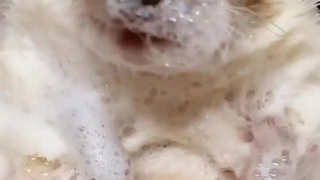 African pygmy hedgehogs naturally clean themselves in sand, but _Mr. Pokee😻 likes a bath