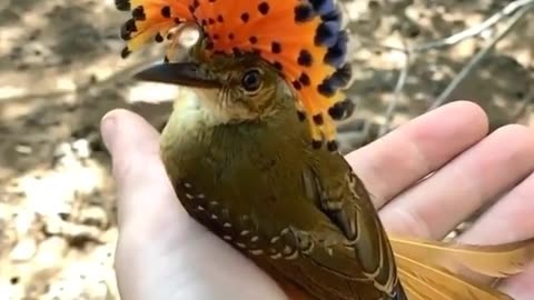 Crowned woodpecker