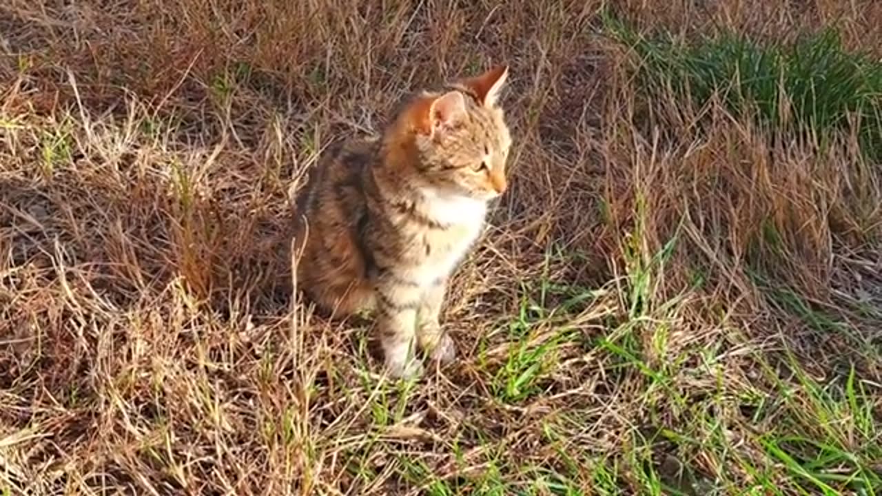 Cute kitten playing in the yard (Interesting video)