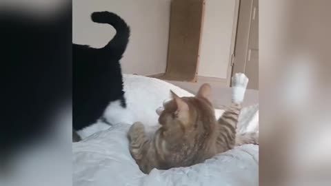 fighting of cat