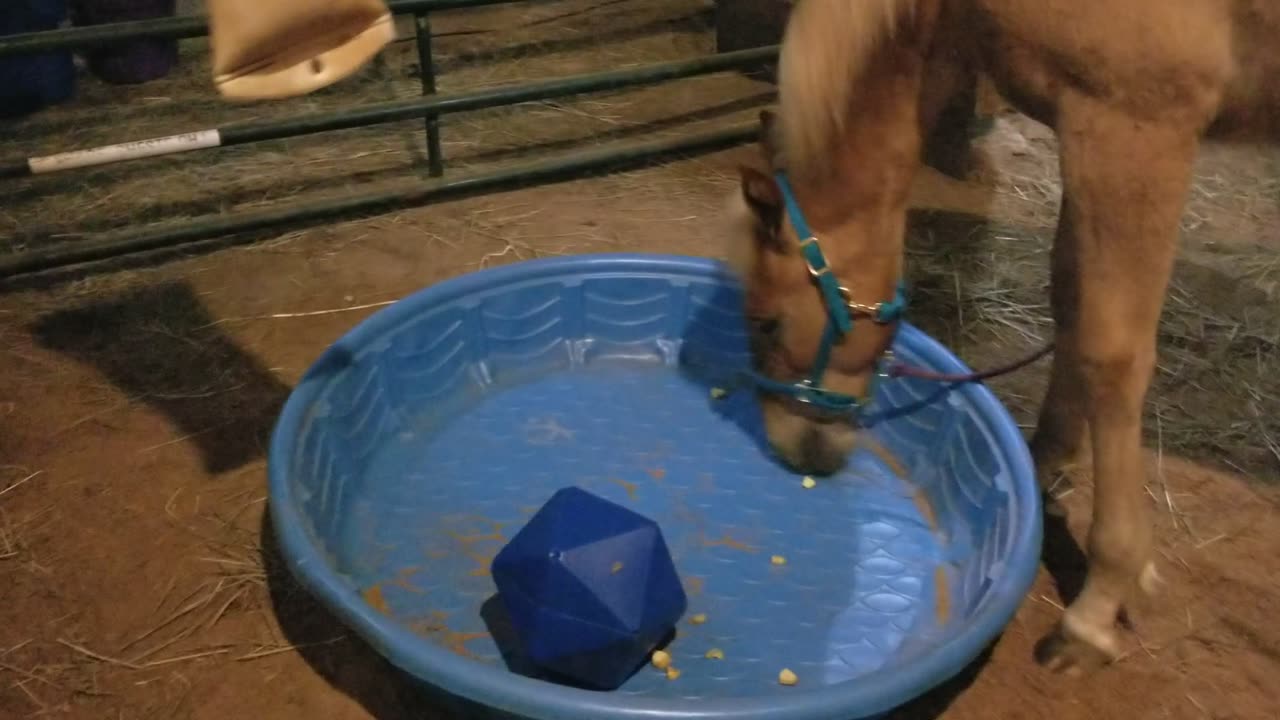 New snack toy