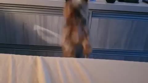 Dog Starts Jumping Beside the Bed When Owner Whistles