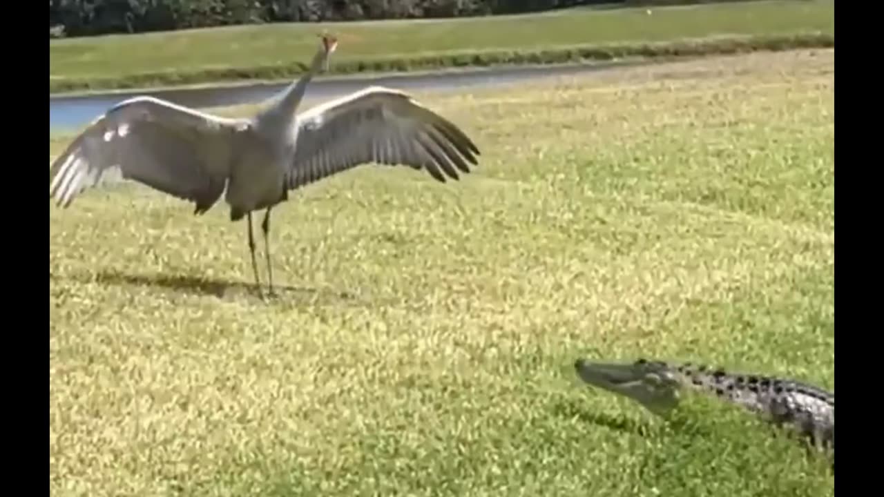 alert🦩🦩🦩