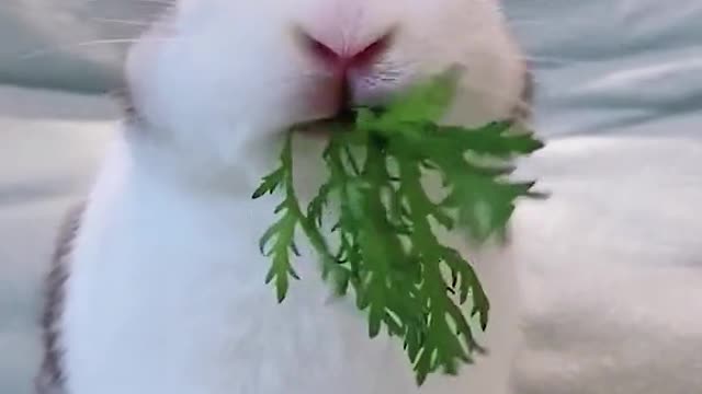 Funny Fat Baby Rabbit