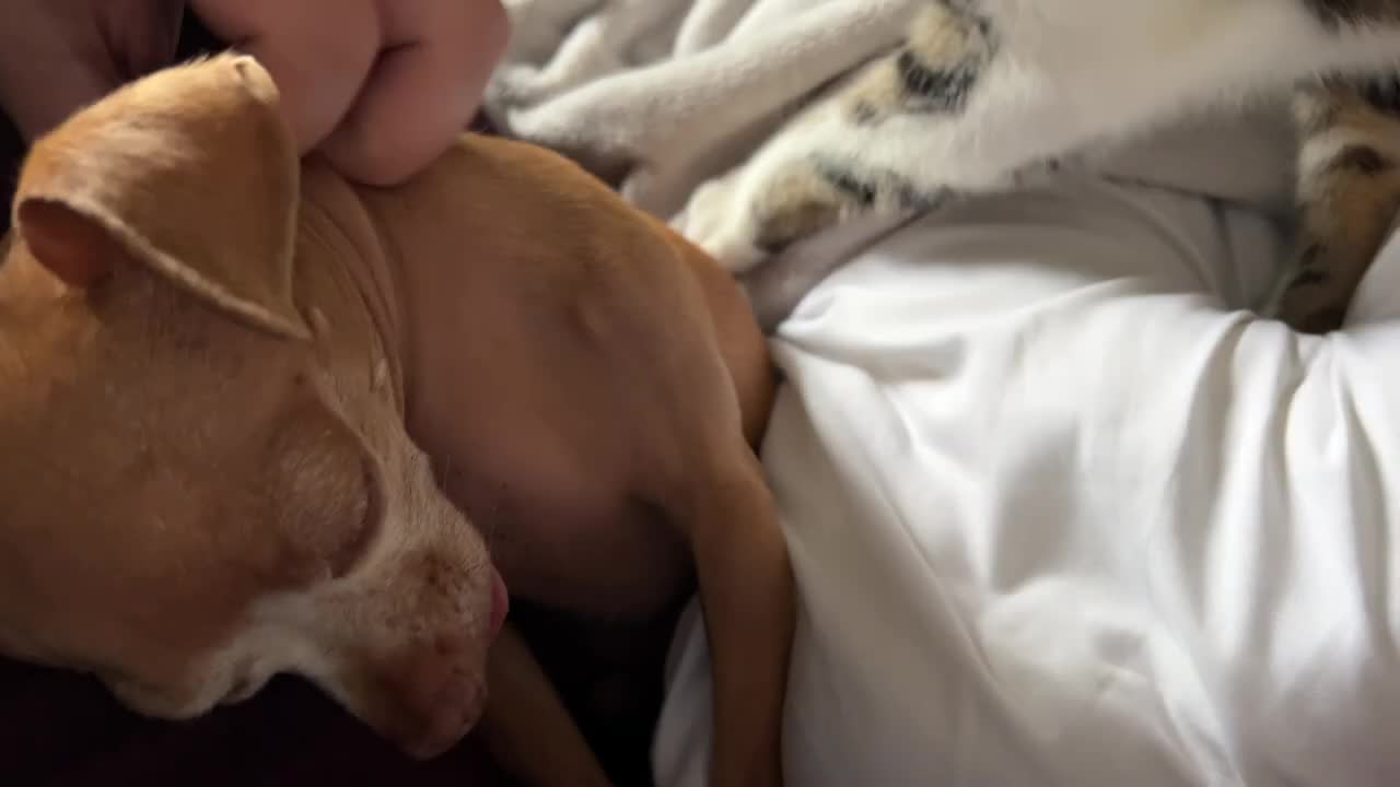 Dog Dad Comforts His Sad Chihuahua