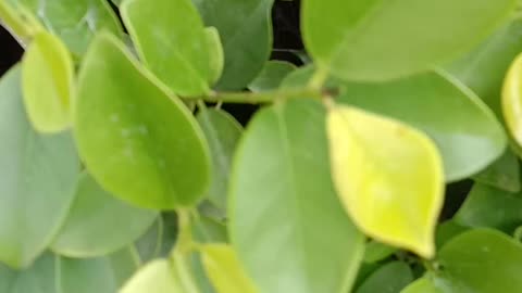Find Diamond Dove egg