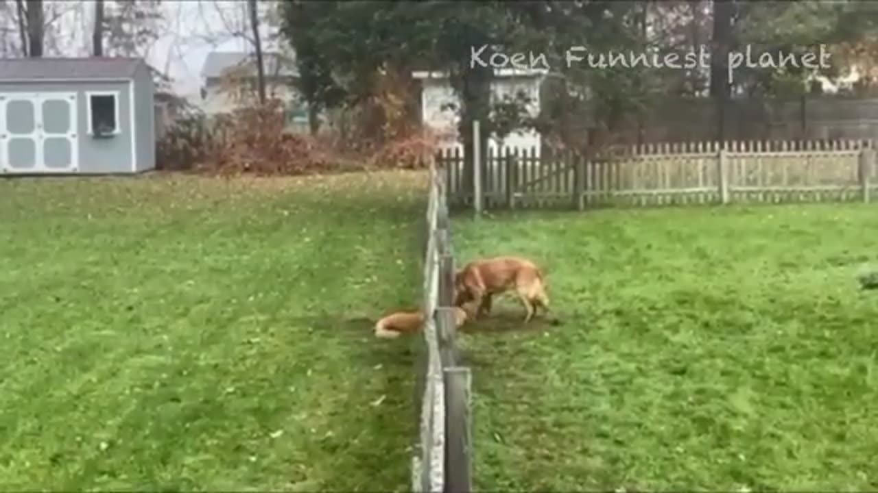 New funny animals funniest dogs and cats video 😀😁🤣😃😅😎😚🤔